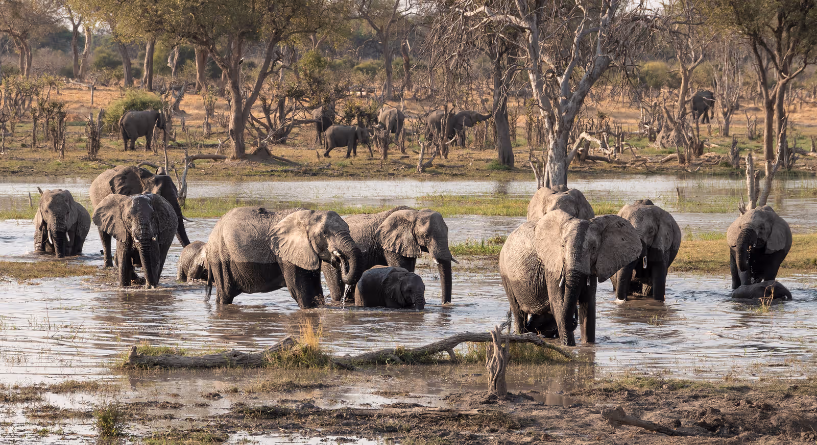 Een groep olifanten staat en loopt in ondiep water in een bosrijk savannelandschap.