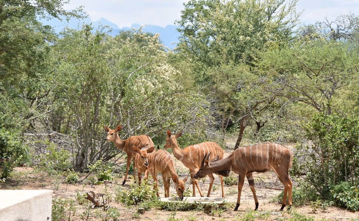Een groep nyala-antilope drinkt water uit een drinkbak omringd door struiken en bomen in een natuurgebied.