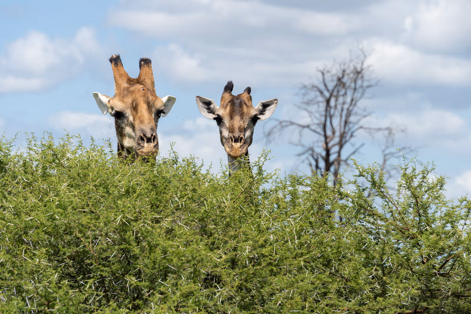 Twee giraffen steken hun hoofd boven een groene doornstruik uit met een blauwe lucht en een kale boom op de achtergrond.