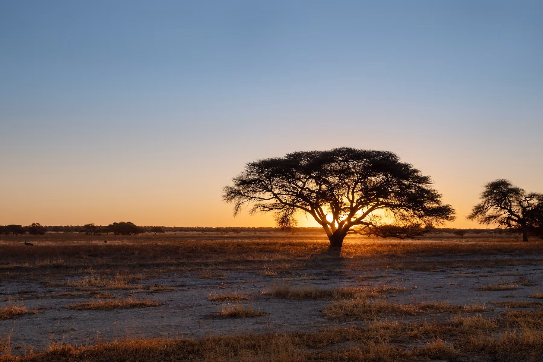 Zonsondergang achter een grote acaciaboom in de Afrikaanse savanne met droge graslanden onder een blauwe hemel.