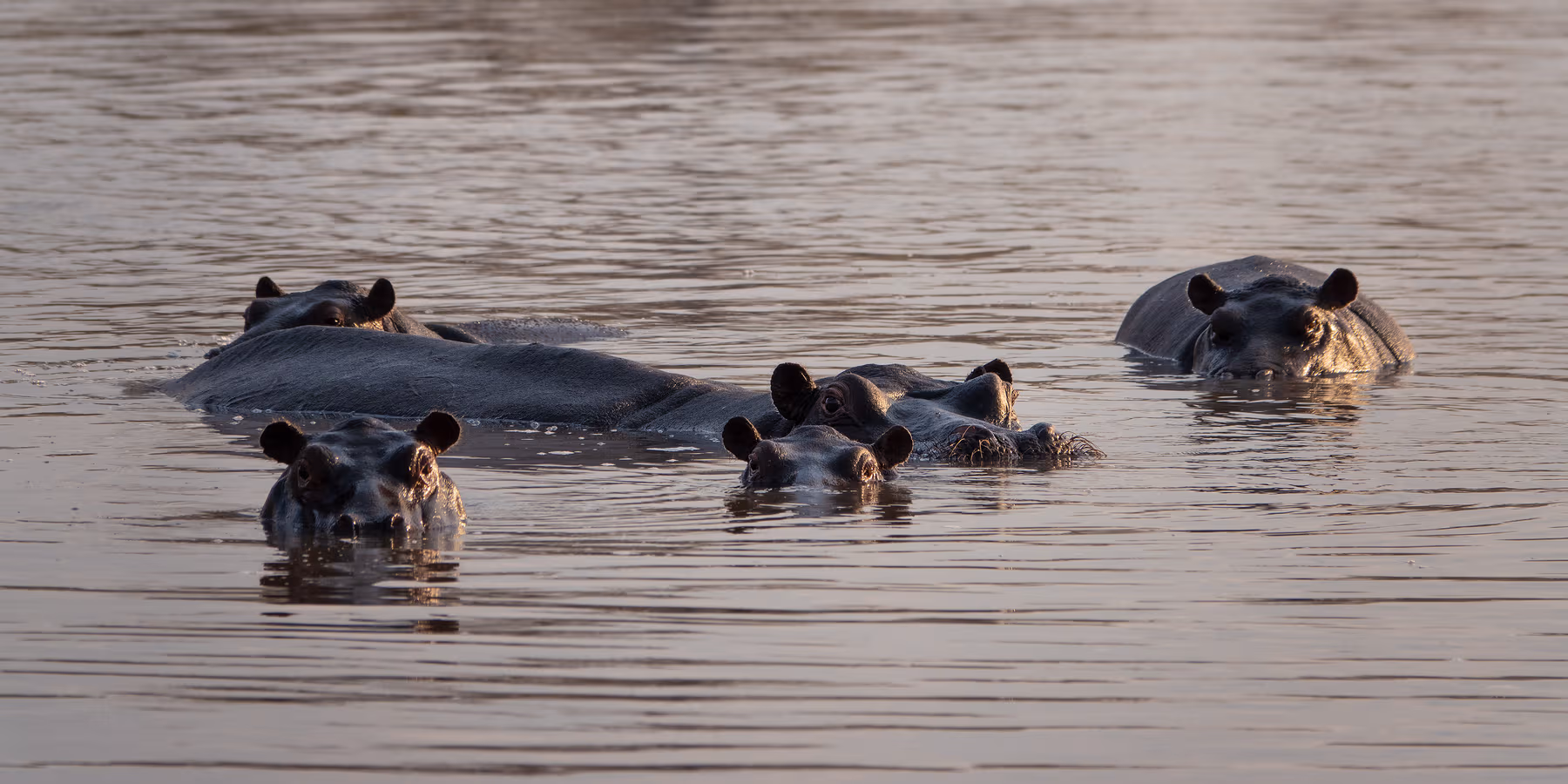 Vijf nijlpaarden deels ondergedompeld in rustig water met alleen hun ogen en oren zichtbaar.