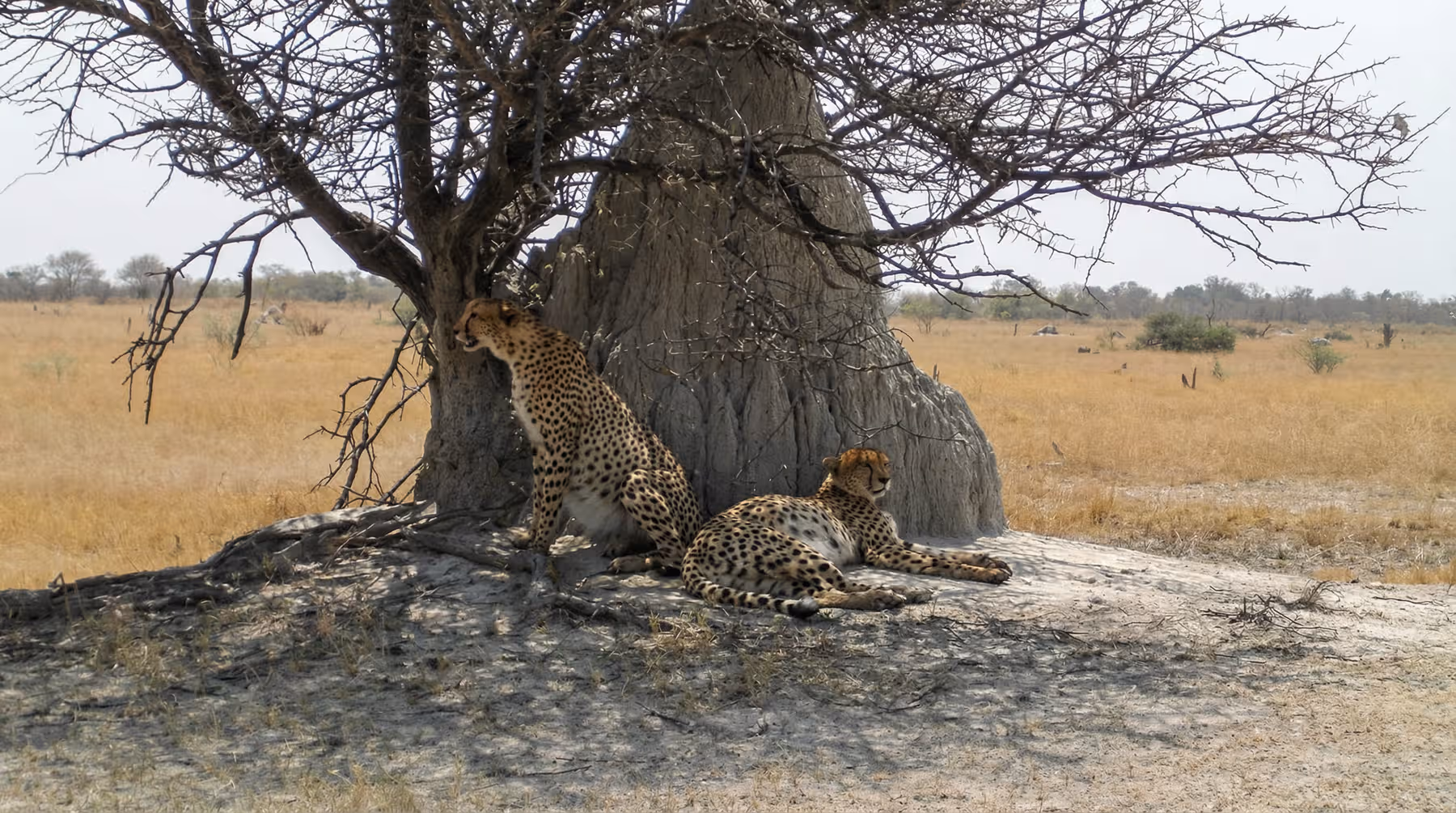 Twee cheeta's rusten in de schaduw van een grote boom in een droge savanne.