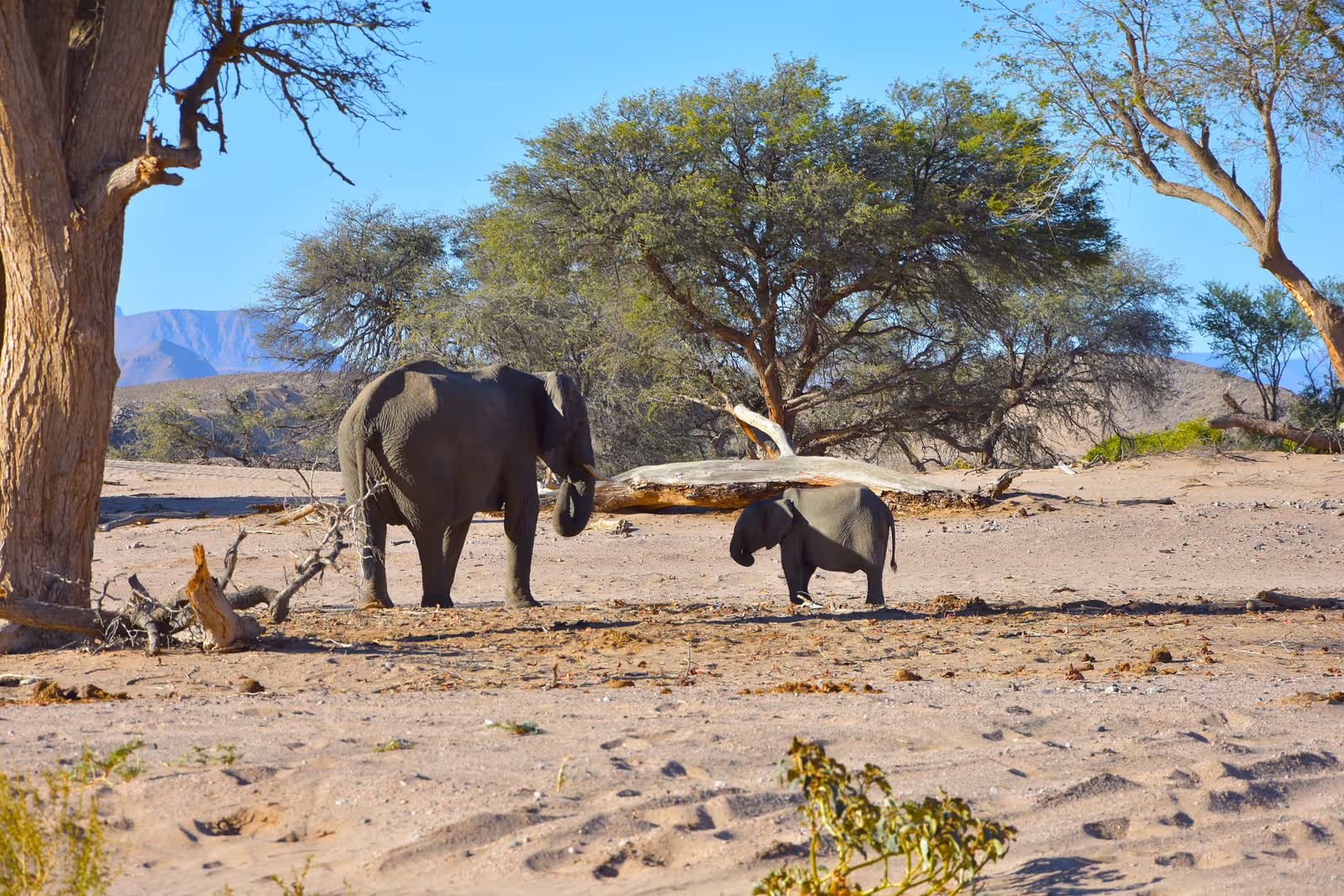 Olifant met jong wacht in een droog, zanderig landschap met bomen en bergen op de achtergrond.
