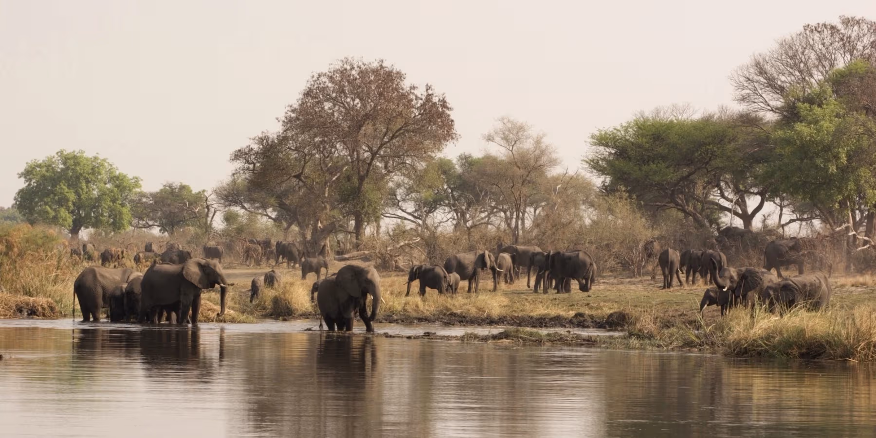 Grote kudde olifanten bij een rivier in een savannelandschap met bomen en gras.