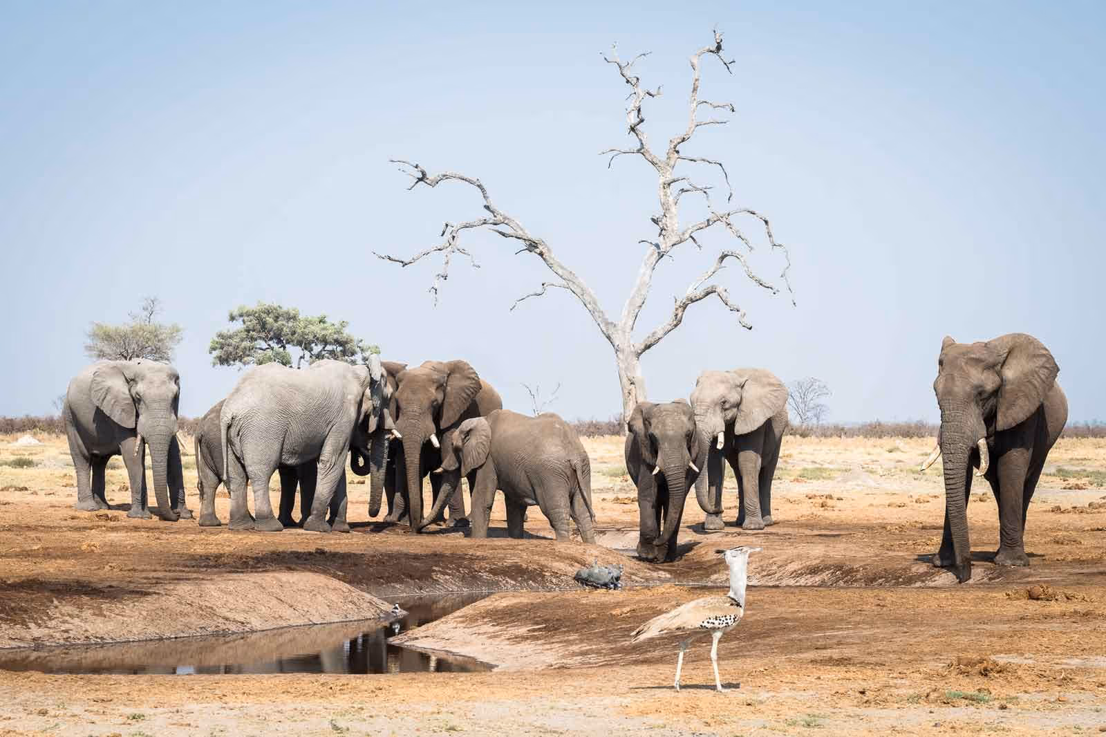 Een groep olifanten bij een waterpoel in een droge savanne met een grote kale boom en een steekvogel op de voorgrond.