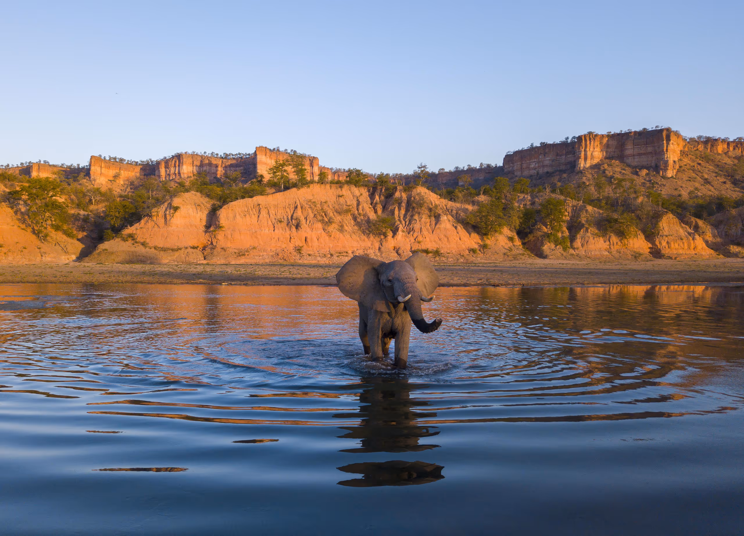 Olifant staat in water met rotsachtige kliffen en bomen op de achtergrond bij zonsondergang.