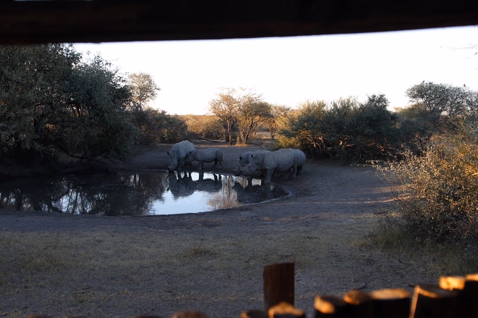 Vier witte neushoorns drinken water uit een kleine poel in een bosrijke omgeving bij zonsondergang.