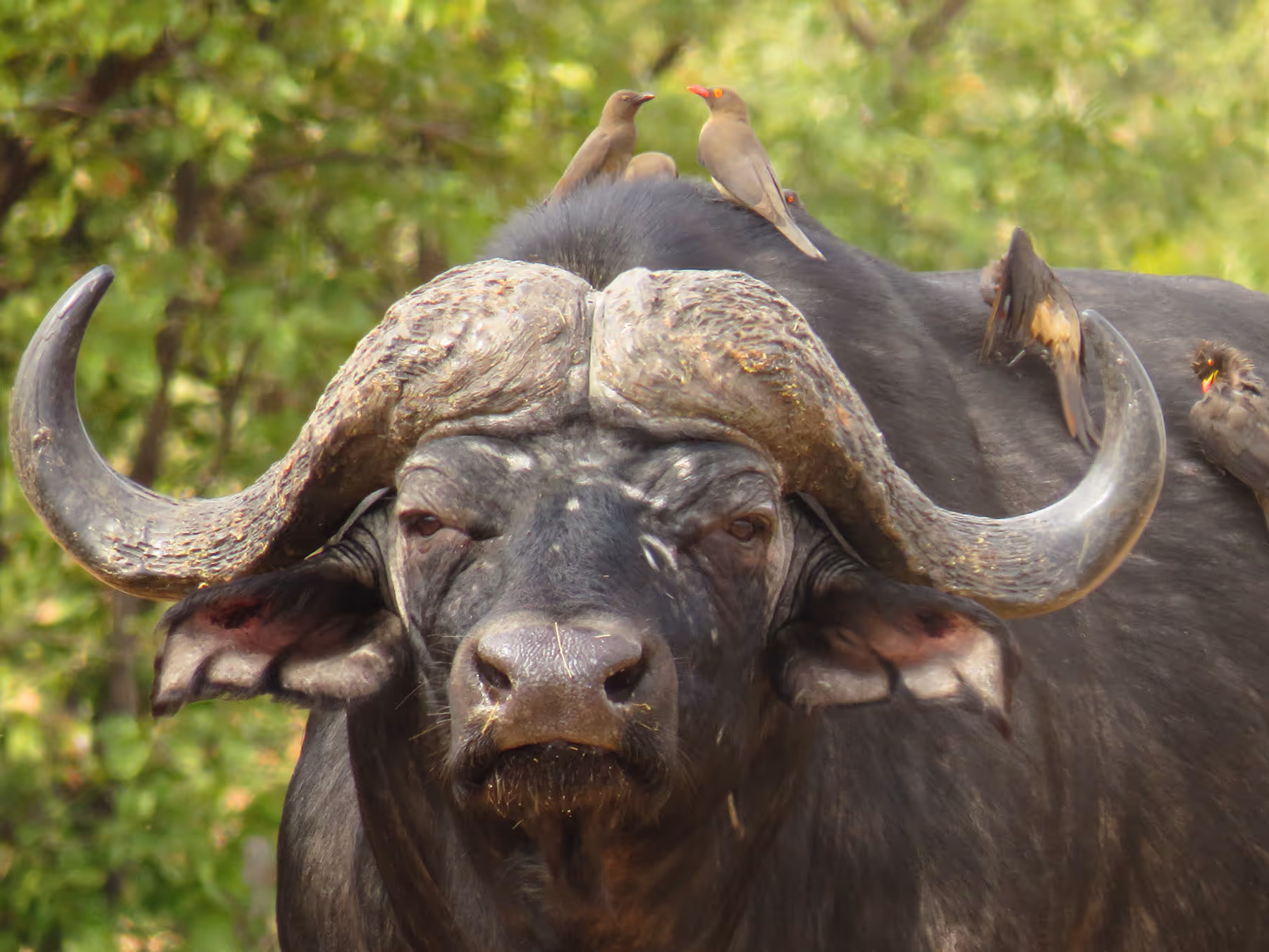 Close-up van een Afrikaanse buffel met vier vogels op zijn kop tegen een groene bosachtergrond.