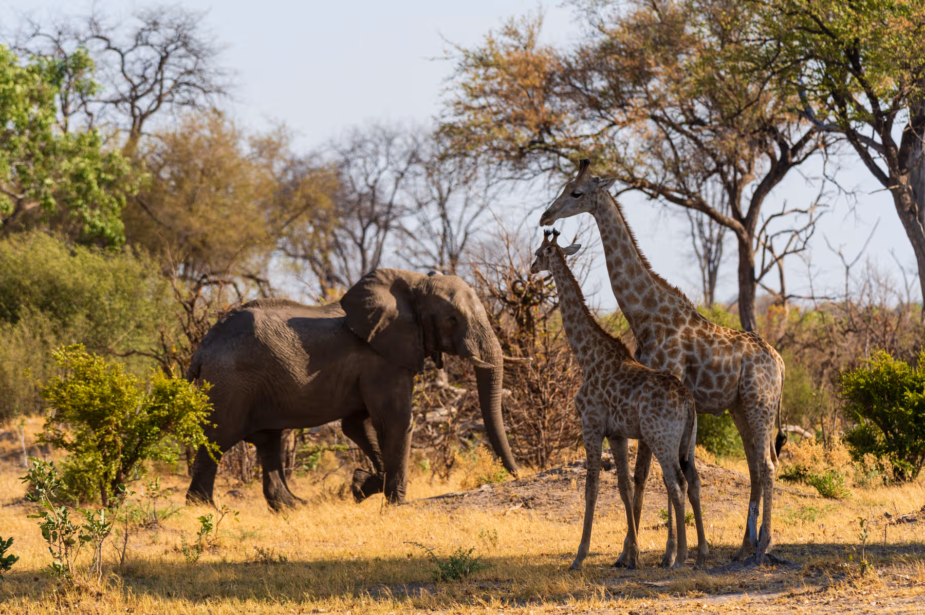 Een olifant en twee giraffen staan in een savanne met gras en verspreide bomen.