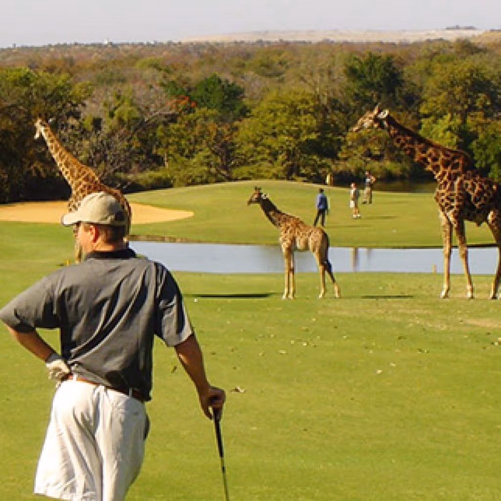Man op een golfbaan met giraffen die dichtbij het water lopen en golfspelers in de achtergrond.