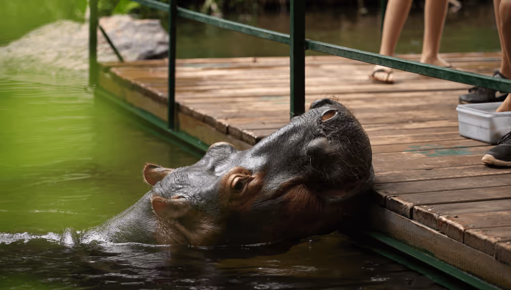 Nijlpaard dat zijn kop rust op een houten steiger naast water, met menselijke benen en voeten zichtbaar op de steiger.