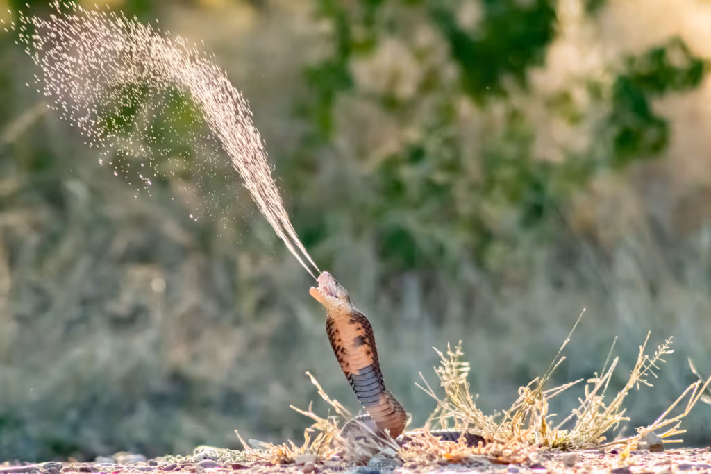 Kobra die gif spuit als verdedigingsmechanisme in een natuurlijke omgeving.