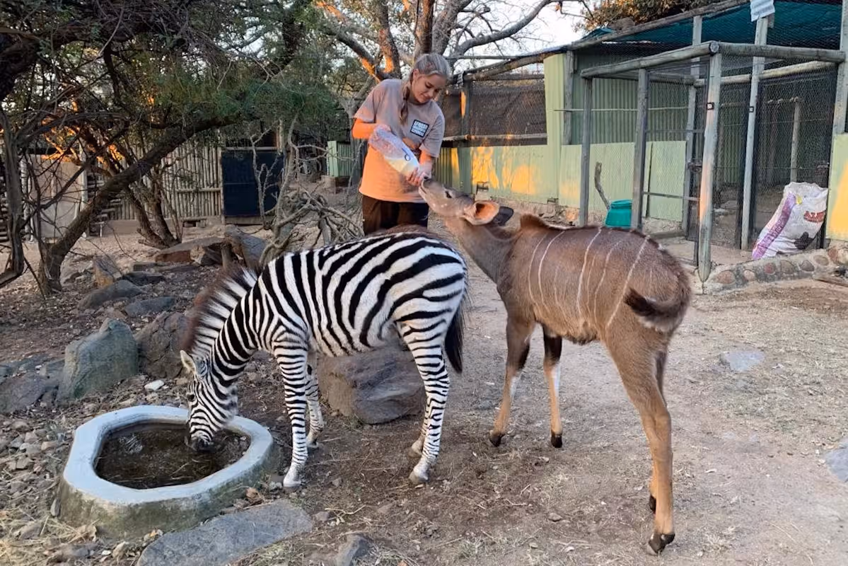 Een verzorgster geeft een jonge antilope uit een fles terwijl een zebra water drinkt uit een bassin in een buitenverblijf.
