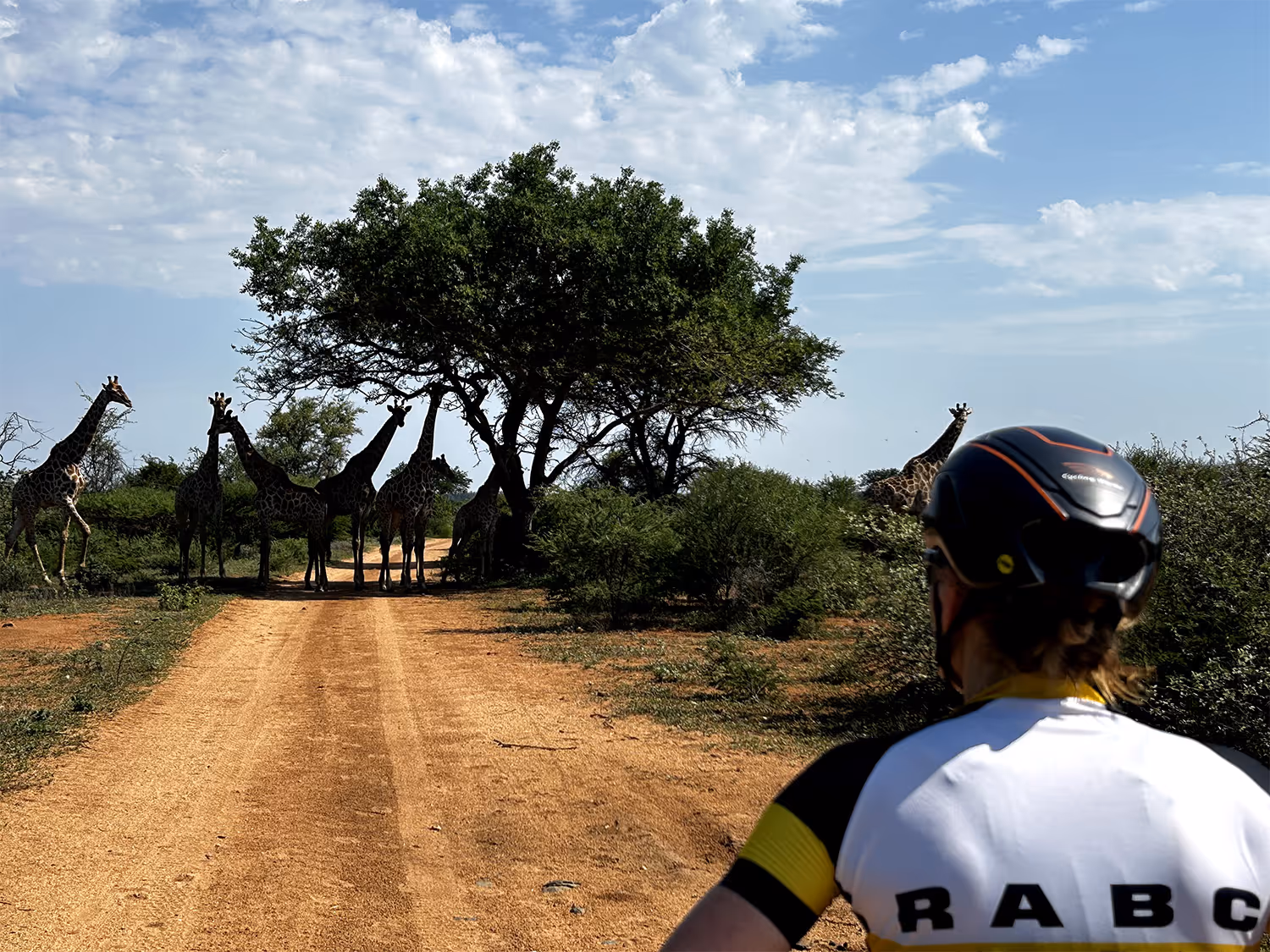 Fietser met helm kijkt naar girafgroep op een zandweg onder een boom bij een heldere hemel.