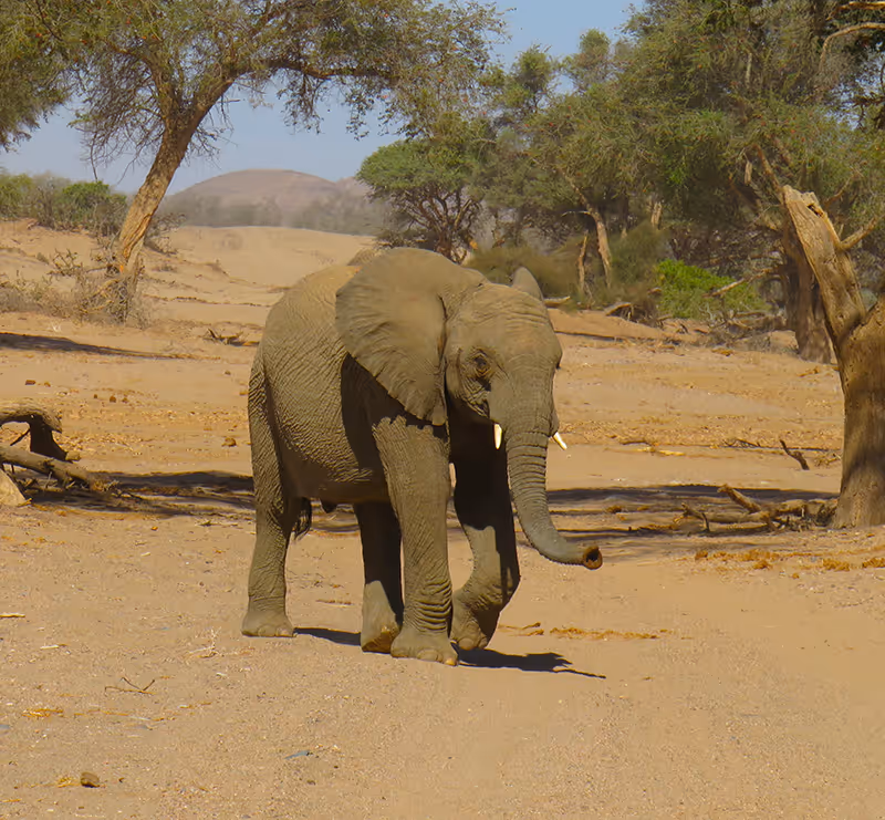 Een jonge olifant loopt over een stoffige, dorre savanne met verspreide bomen onder een heldere blauwe lucht.