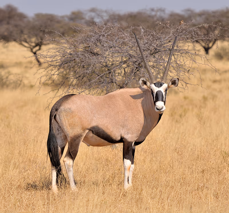 Een oryx met lange, rechte hoorns staat in een droog graslandschap met verspreide bomen.
