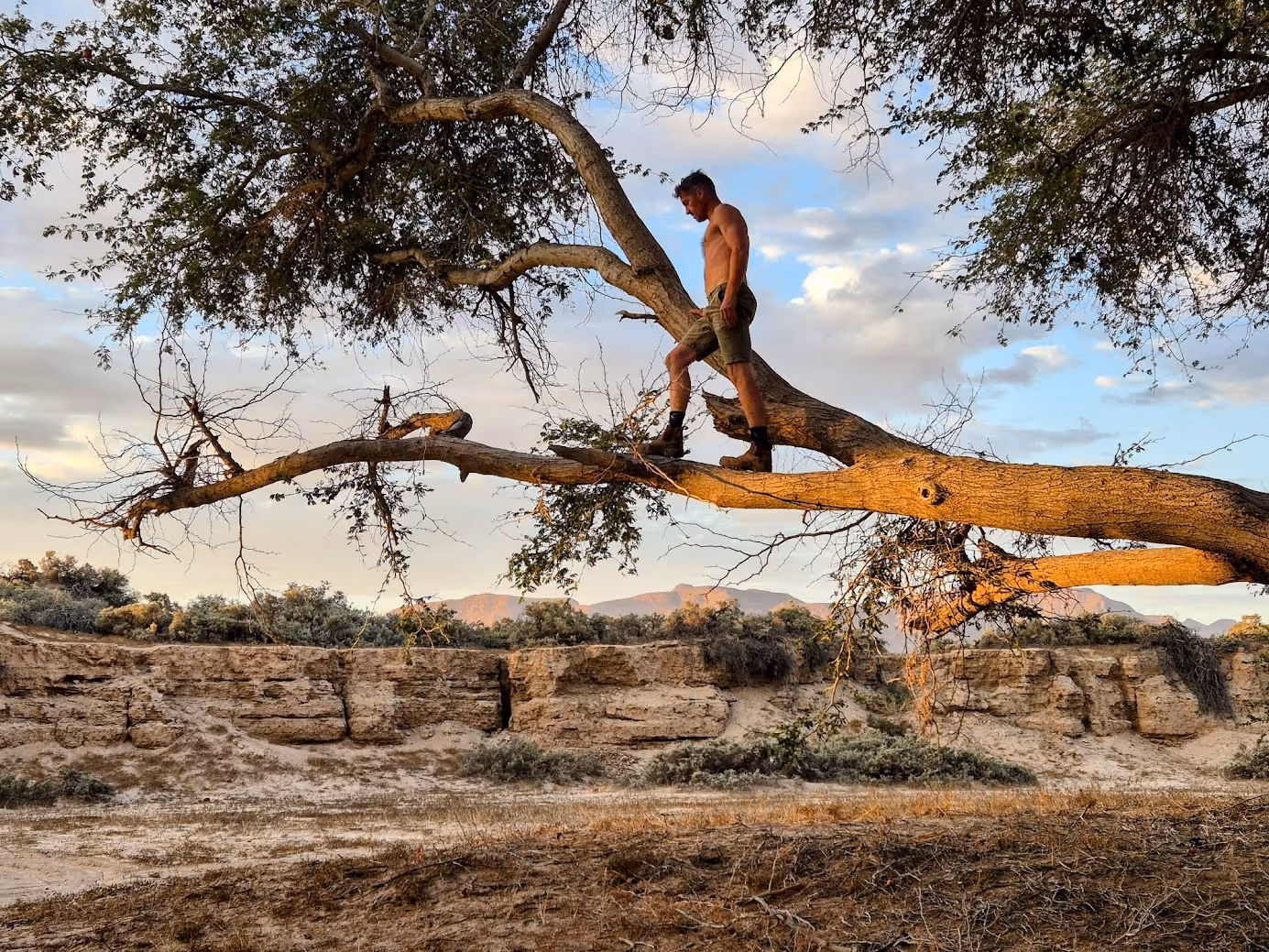 Een shirtloze man met korte broek en wandelschoenen die op een dikke boomtak in een safarilandschap loopt bij zonsondergang.