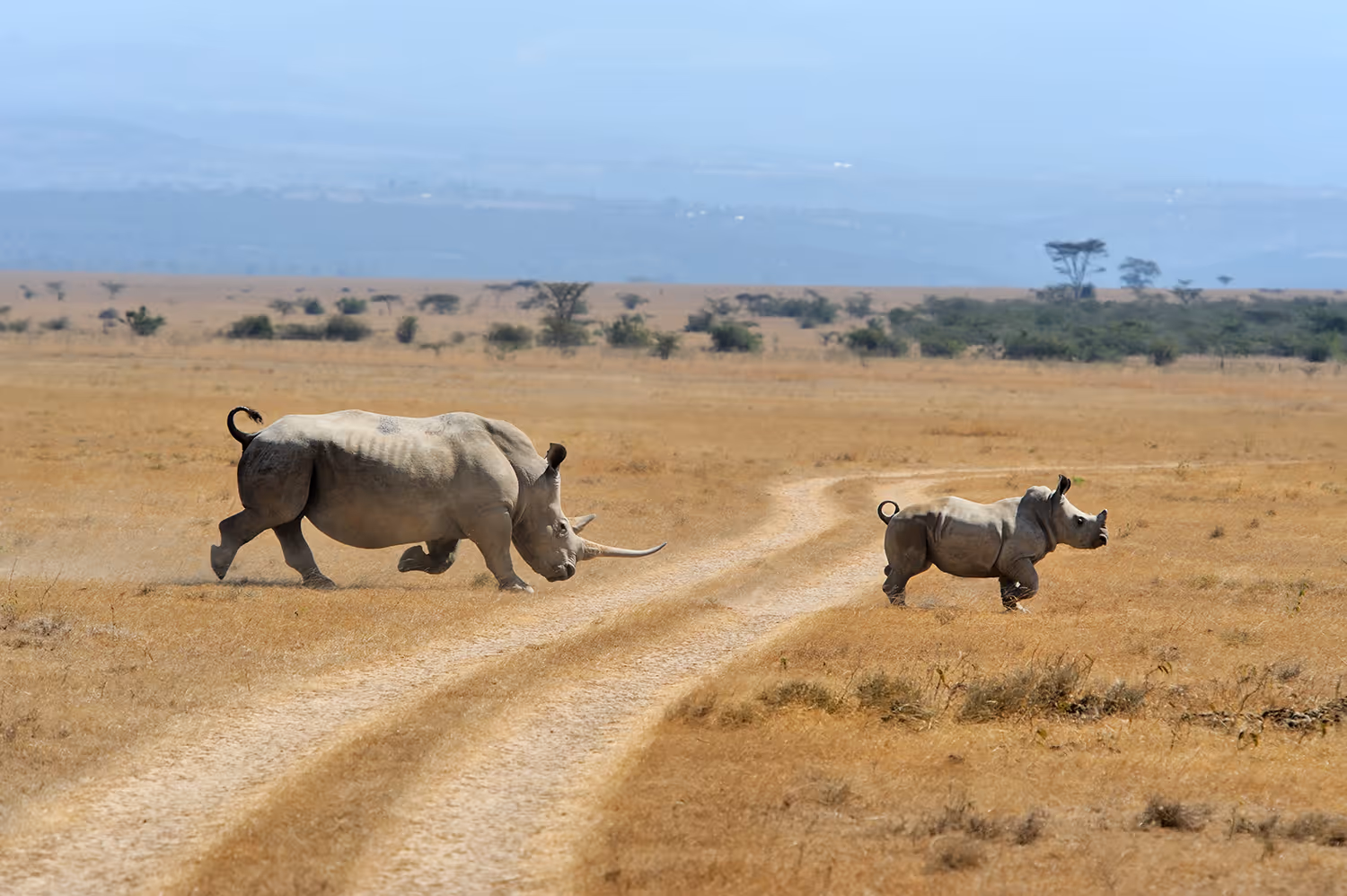 Een volwassen witte neushoorn jaagt op een jong walvis neushoorn kalf op een stoffige savanneweg.
