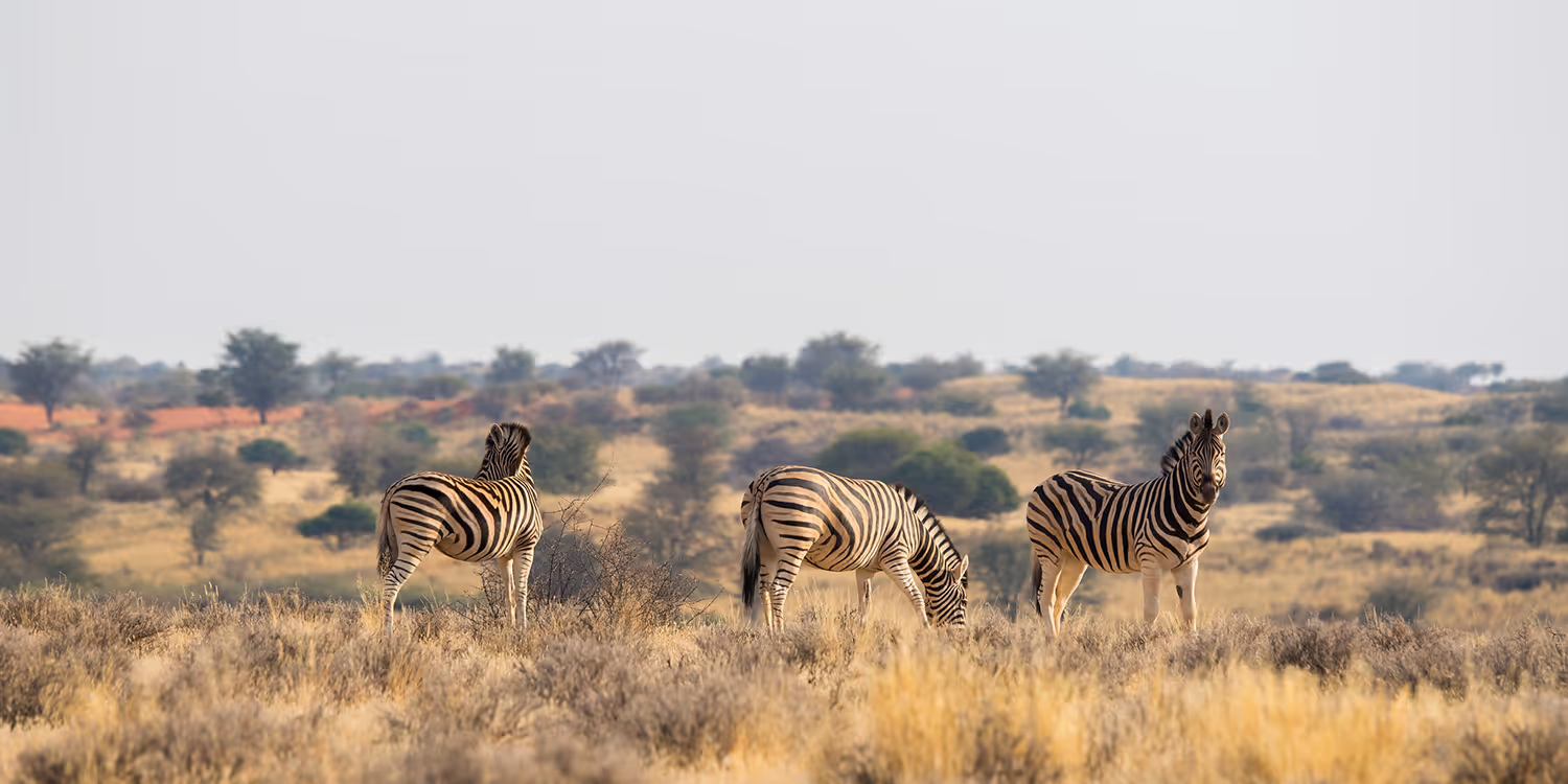 Drie zebra's staan in een droog graslandschap met verspreide struiken en bomen in de verte.