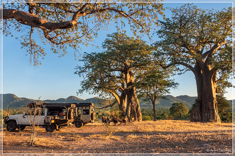 Twee terreinwagens geparkeerd onder grote baobabbomen in een zonnig savannelandschap met heuvels op de achtergrond.