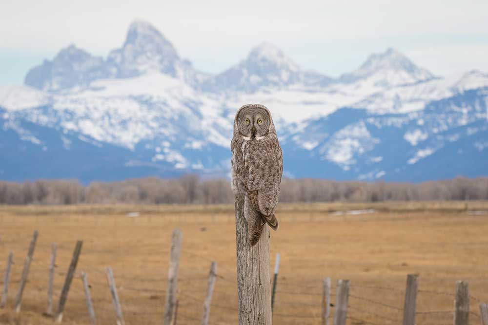Just an owl on a post