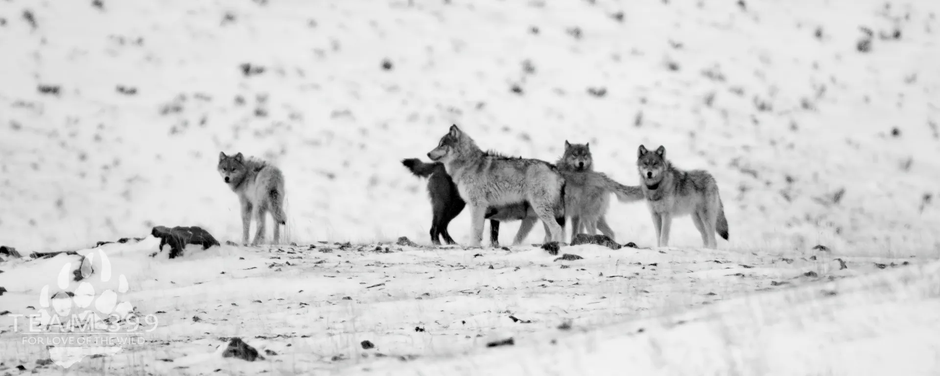 Yellowstone and Grand Teton Mid-Winter Celebration 2027