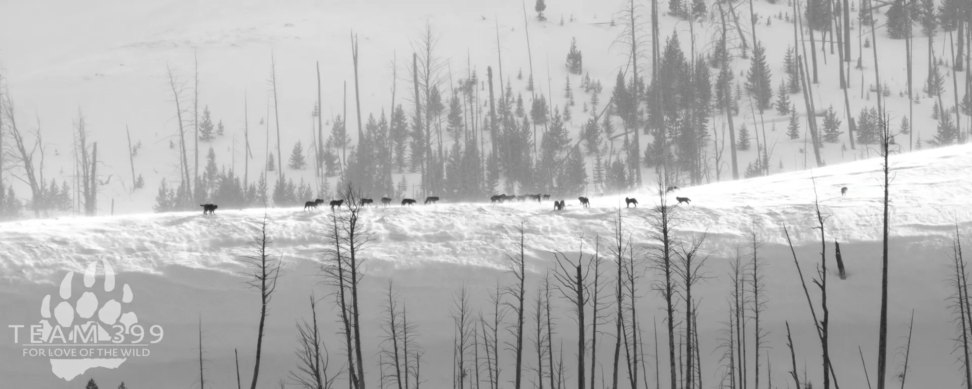 Yellowstone and Grand Teton Mid-Winter Celebration 2027