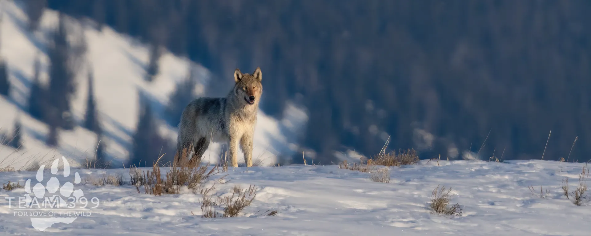 Yellowstone and Grand Teton Mid-Winter Celebration 2027