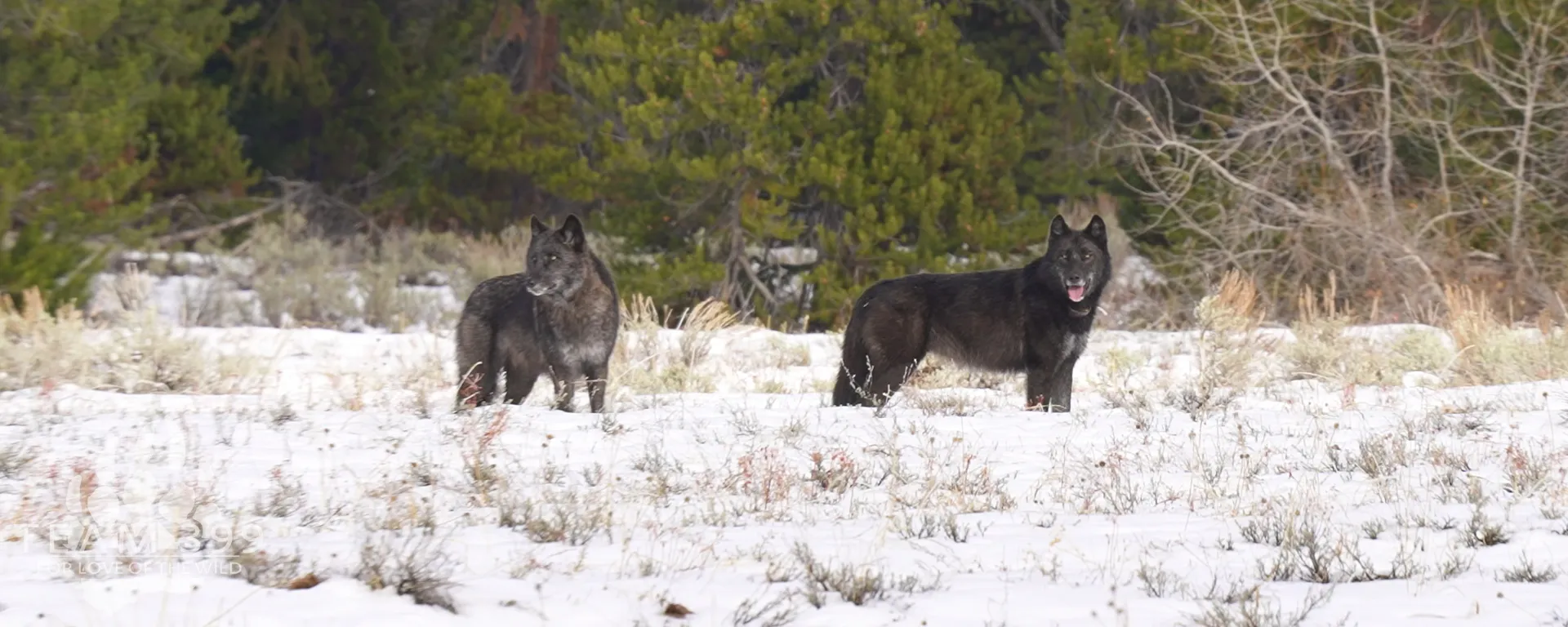 Grand Teton Early Winter 2027
