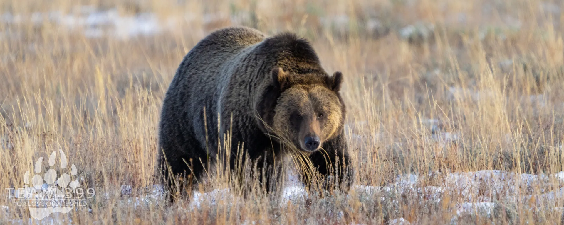 Yellowstone and Grand Teton Fall Grizzly Bears 2026