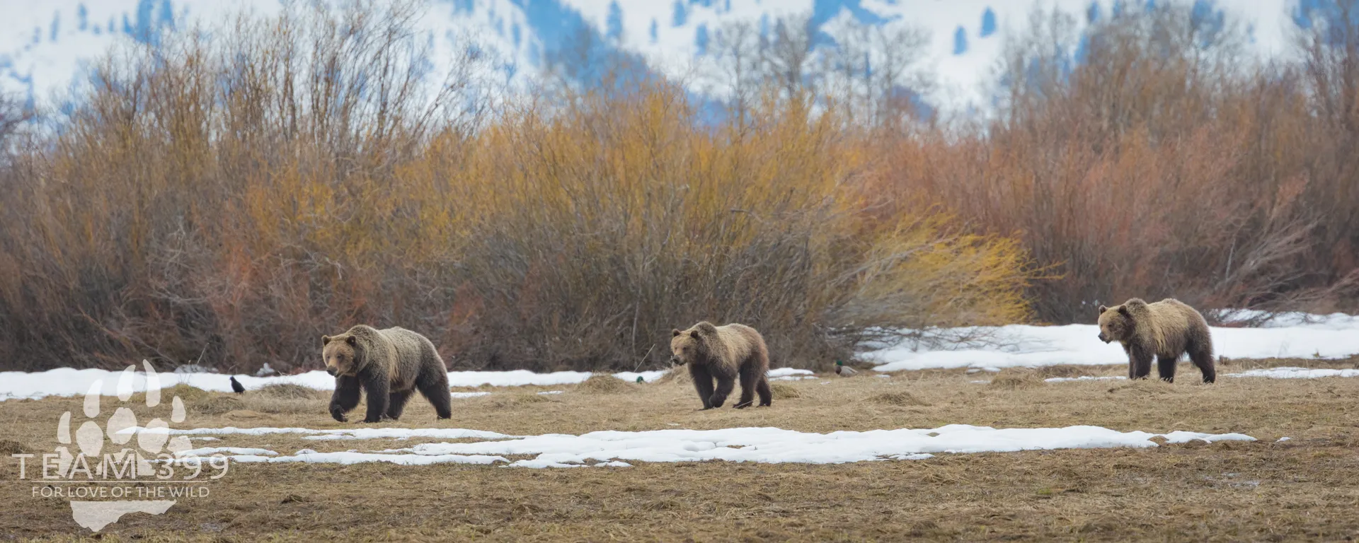 Yellowstone and Grand Teton Early Spring 2027