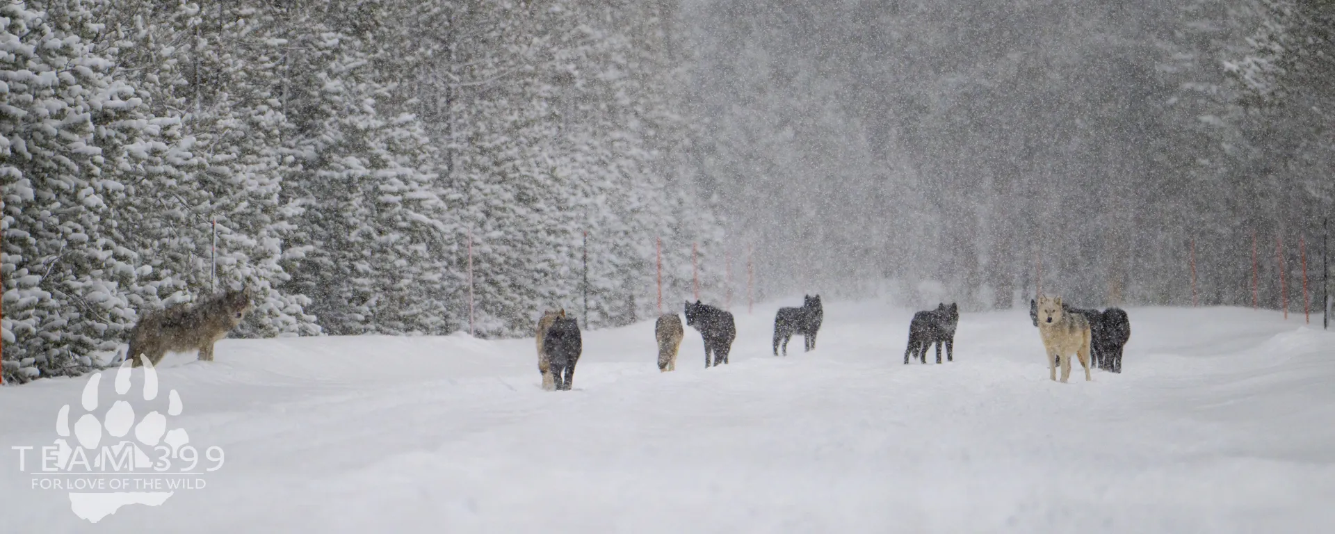 Yellowstone Wolf Moon January Tour 2027