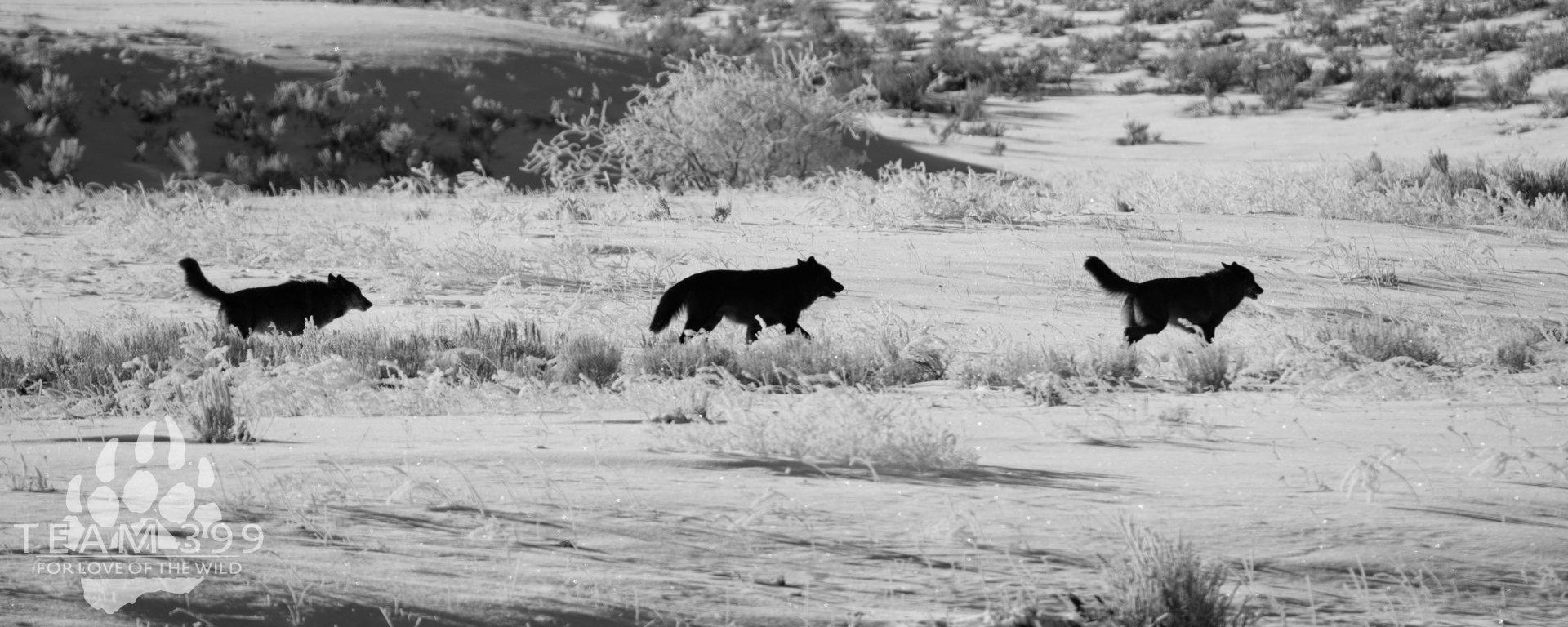 Yellowstone Wolf Moon January Tour 2028