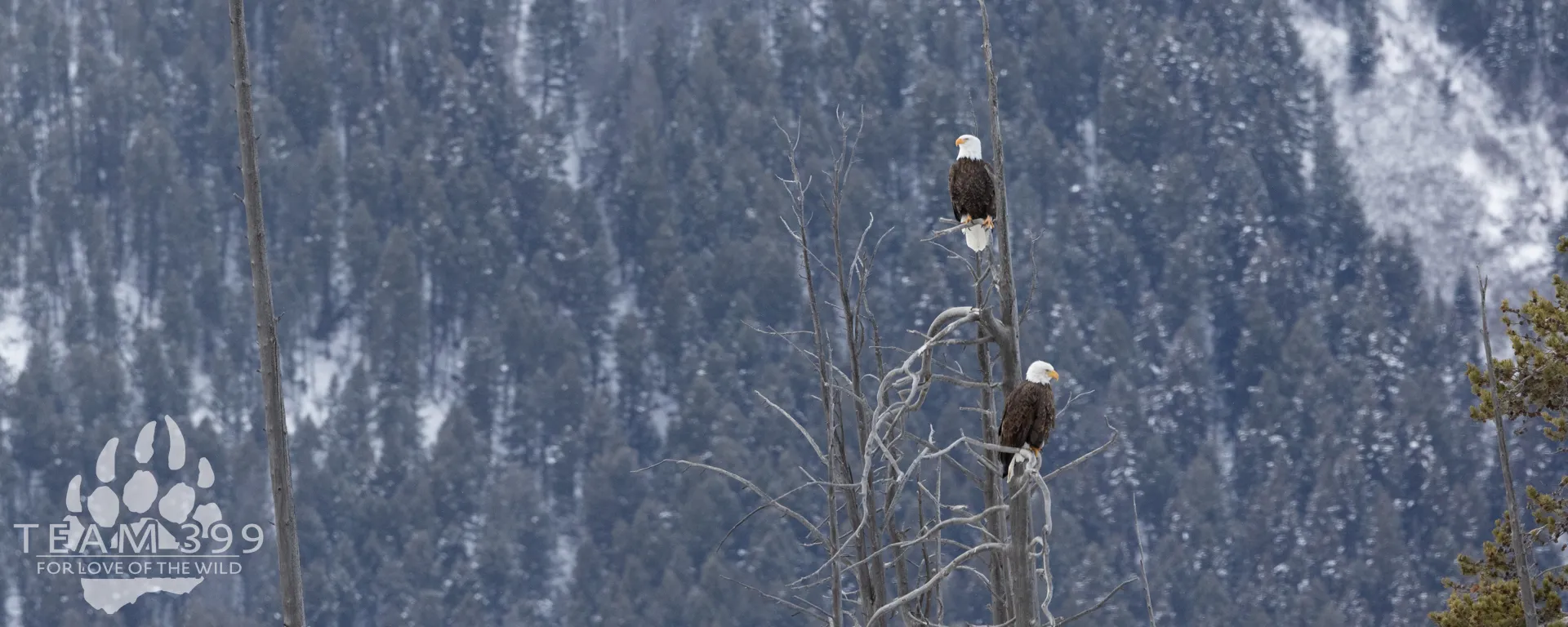 Yellowstone Wolf Moon January Tour 2027