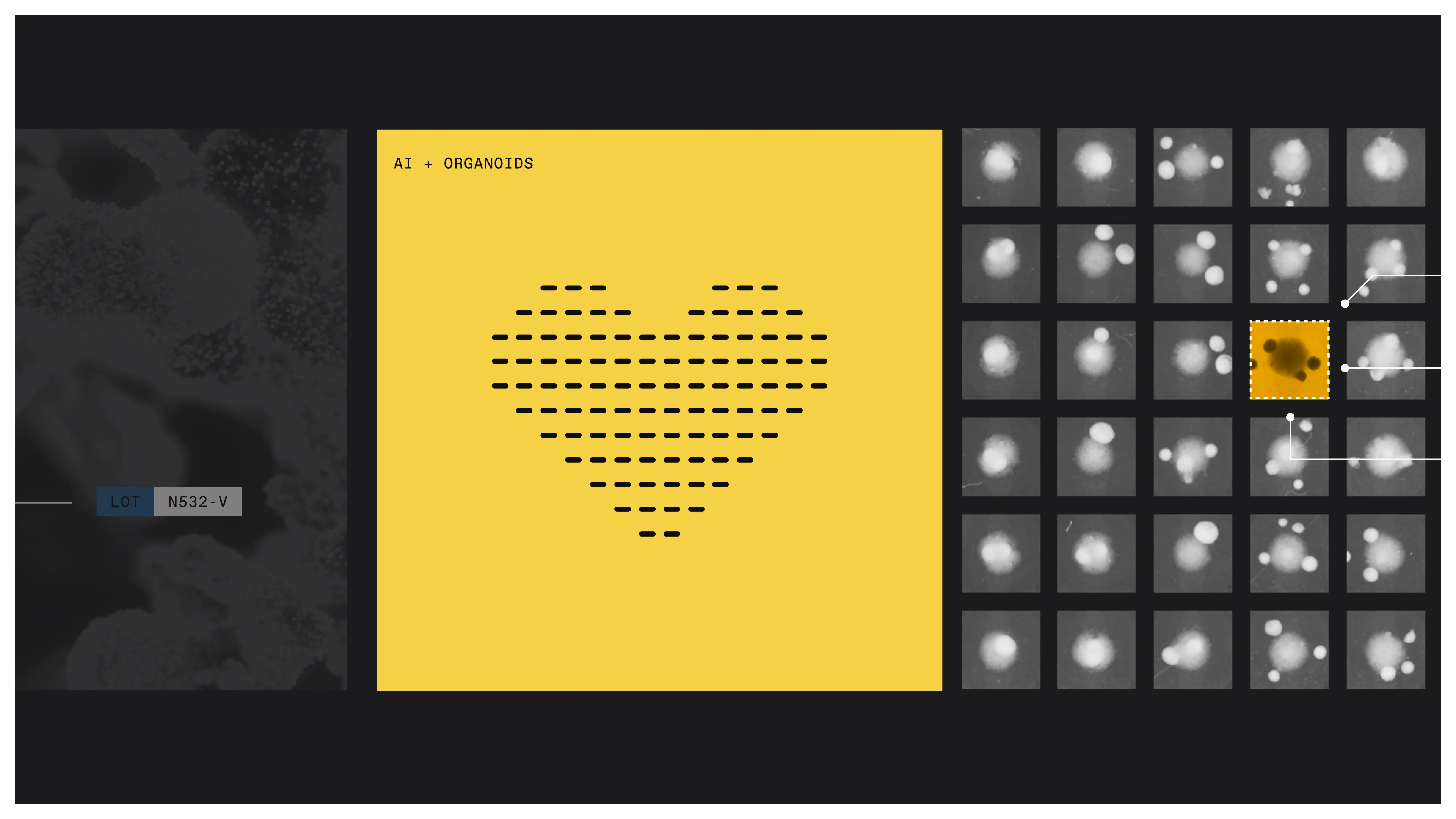 Parallel Bio abstract transition slide with scattered dot accents.