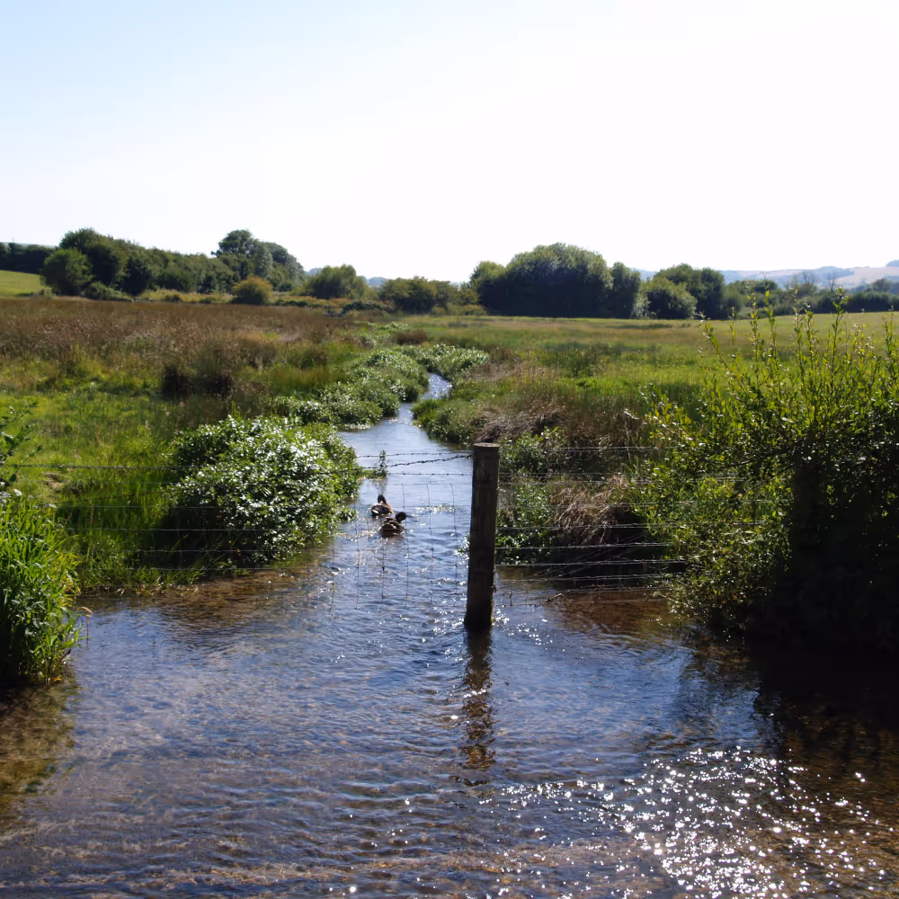 A stream running through open land.