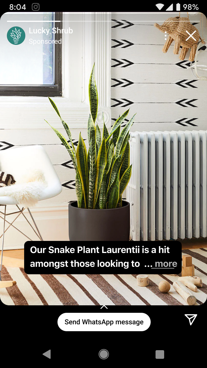 Snake Plant Laurentii in a black pot placed on a striped rug beside a white chair and radiator in a room with white walls decorated with black arrow patterns.