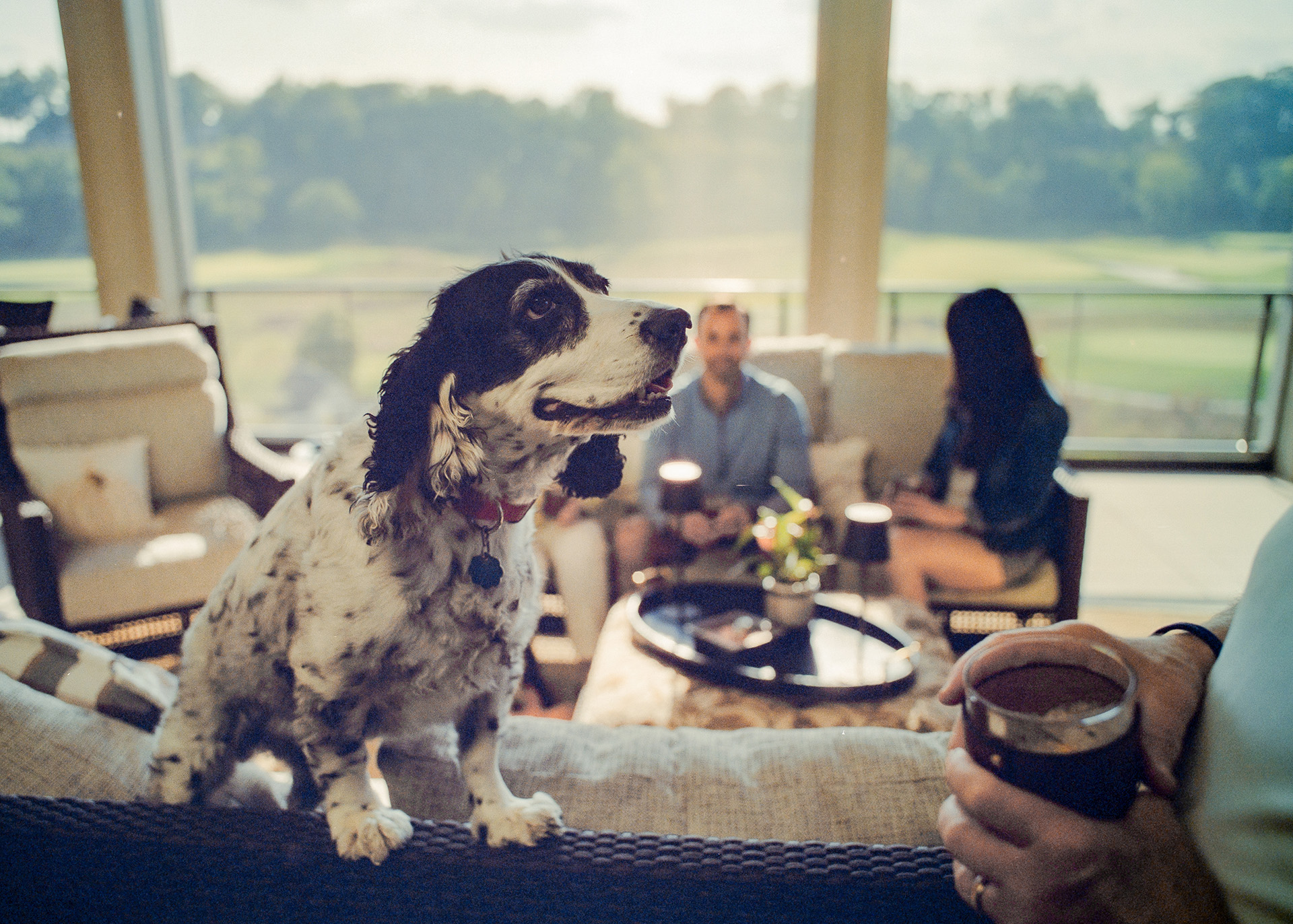 Dog on a couch in a screened porch overlooking a golf course