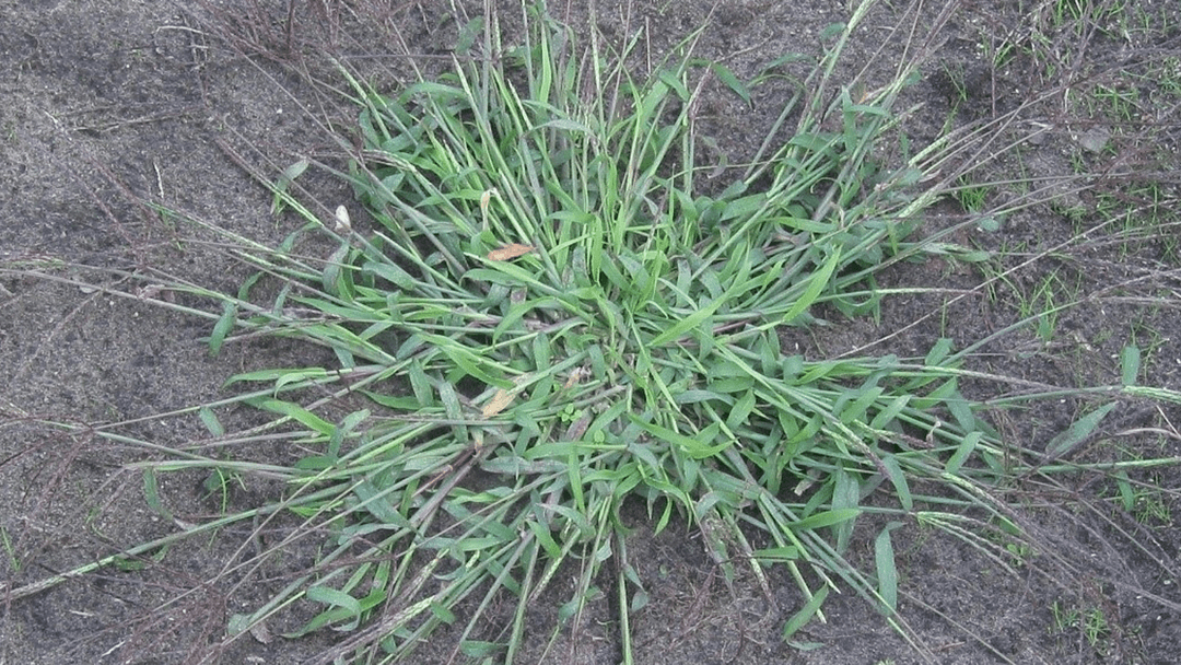 How to identify and kill crabgrass