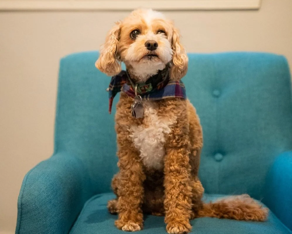Kenzie, the therapy dog at The METHOD Performance and Physical Therapy