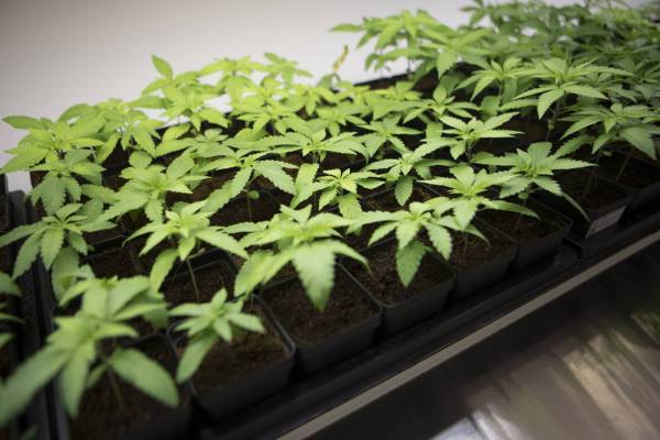 Atlantic Cultivation Expands Nationwide with Strategic Acquisition of Tantalus Labs Brand