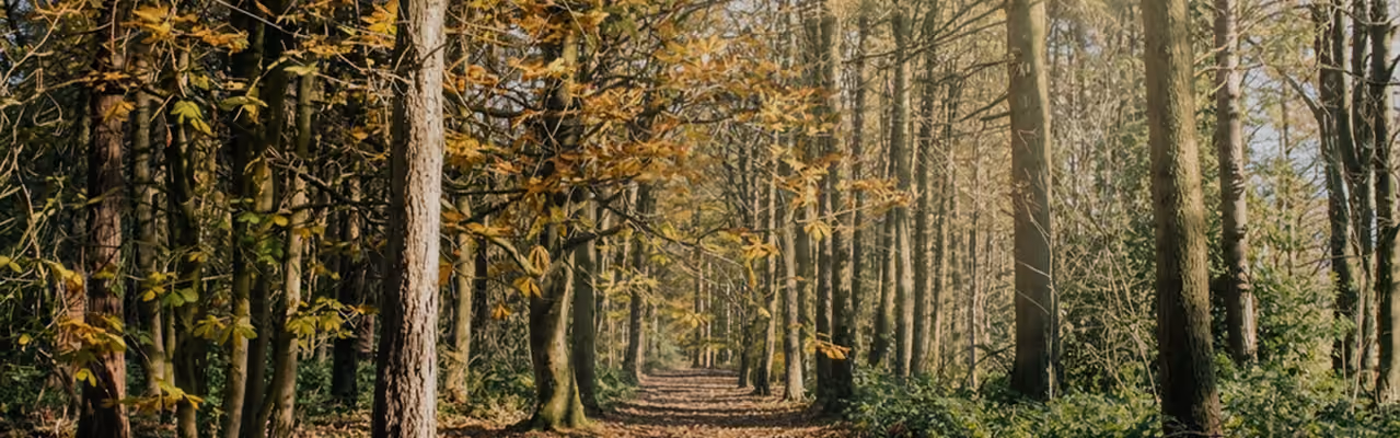 The Pinewoods, Harrogate