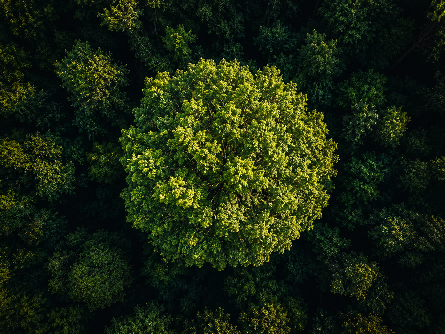 BrownRobinson 5Focus Treetop