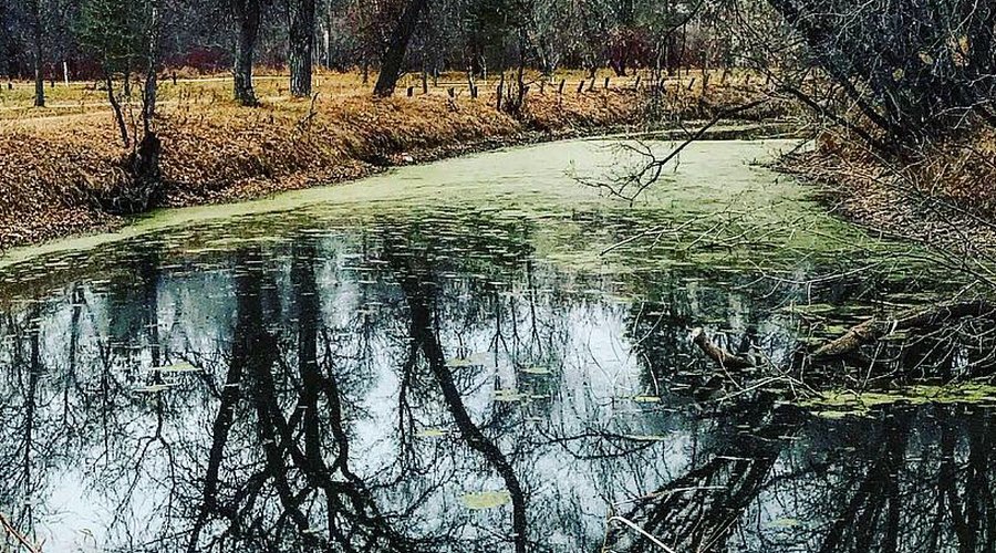 River with trees reflected on water and grassy banks in a serene natural setting.