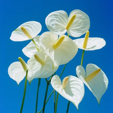 A blue tone half face portrait person