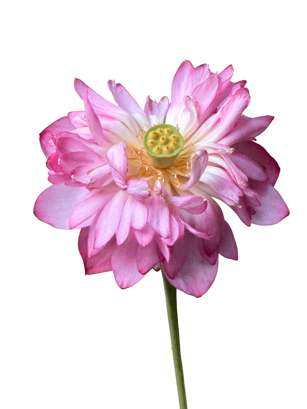Pink sacred lotus (Nelumbo nucifera) flowering in the garden pond.