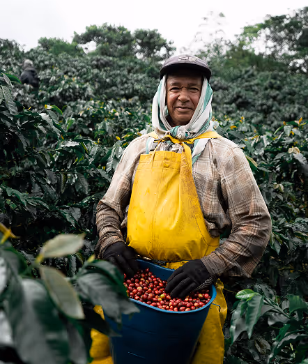Smiling worker wearing a yellow apron holding a blue basket full of red coffee cherries in a green coffee plantation.