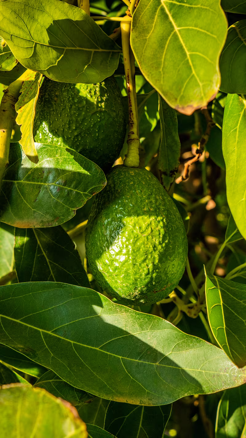 avocados