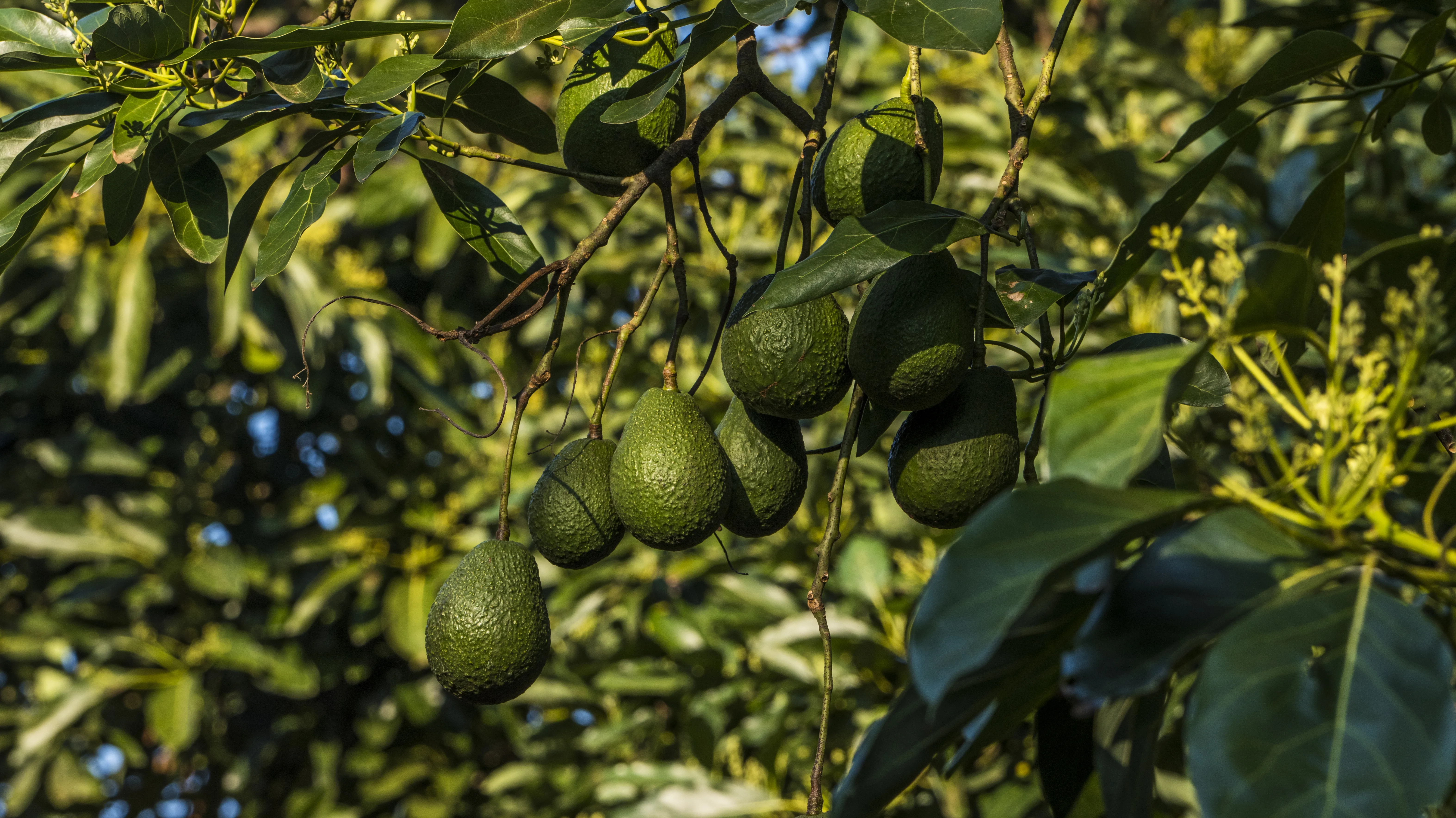 AVOCADOS