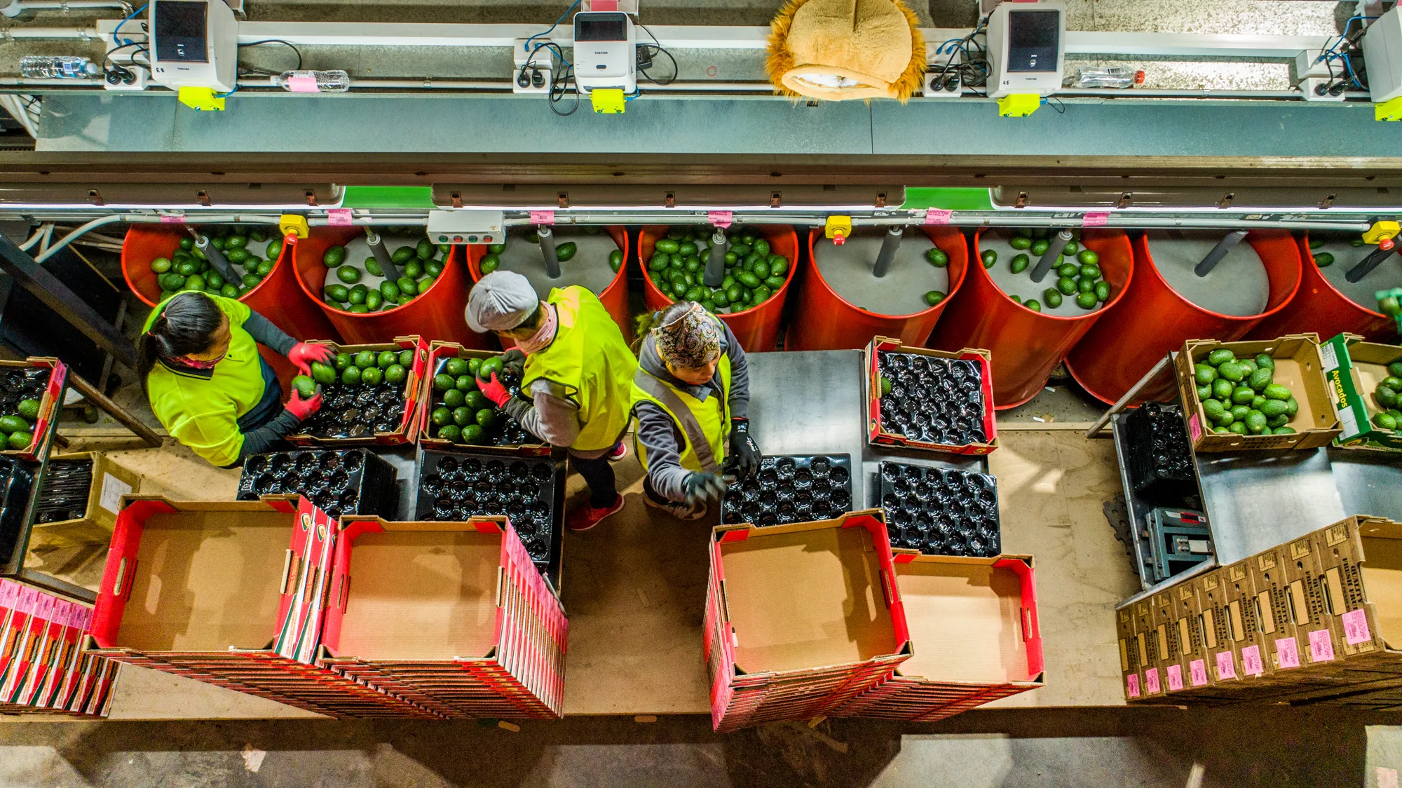 avocados